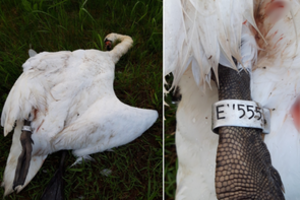 Po Lietuvą sukrėtusios šuns egzekucijos – dar viena tragedija: „Žmogus baisesnis už žvėrį“