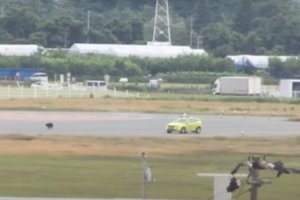 Japonijoje dėl meškos buvo uždarytas oro uostas