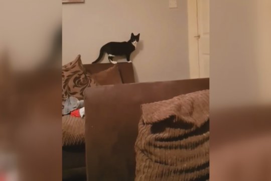 Keturkojis prigautas nusikaltimo vietoje: pamatykite, kaip sureagavo