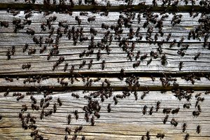 Viena klaida, dėl kurios skruzdėlės veržiasi į namus – daugelis ją daro kasdien