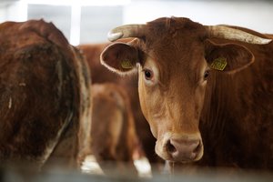 Tai leidžia lengviau kvėpuoti – susikooperavus paprasčiau ir parduoti tai, kas užauginta, ir gauti investicijų