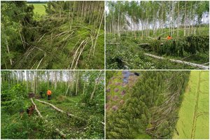 Estijoje praslinko galingas viesulas: vartė medžius į skirtingas puses