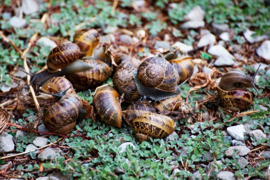 Per 24 valandas visos sraigės pabėgs iš daržo: padarykite tai ir užfiksuokite laiką