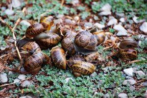 Per 24 valandas visos sraigės pabėgs iš daržo: padarykite tai ir užfiksuokite laiką