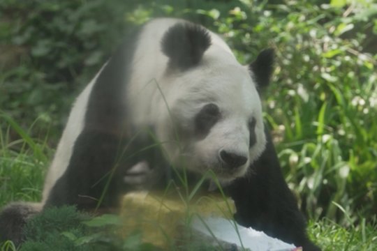 Ypatingas gimtadienis Meksikoje: vienai seniausių pandų pasaulyje sukako 35-eri