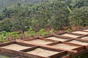 Mėgstamos kavos puodelyje gali tilpti daugiau nei skonis: tvaresni pasirinkimai ir vasariški receptai