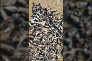 Lenkijoje – tikra ruonių invazija: „Jų šimtai – prasidėjo atostogos“