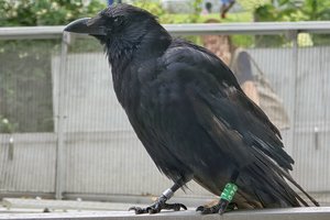 Skaičiuojančios varlės ir matematika be pirštų – kaip gyvūnai supranta skaičius?