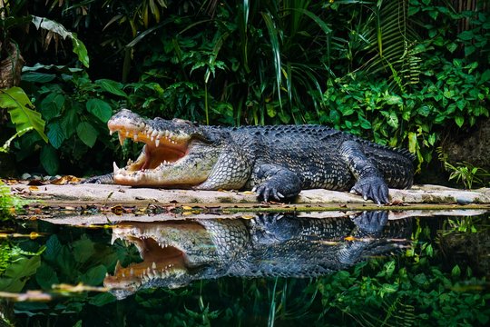 Indonezijoje į krokodilo nasrus pakliuvo vyras: žuvo kaimo gyventojų akivaizdoje