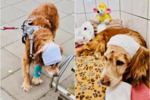 Visą Lietuvą sukrėtusioje šuns egzekucijos istorijoje – svarbi žinia: Gausas buvo sėkmingai operuotas