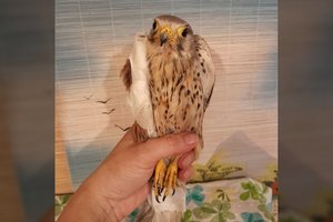 Ukrainoje gydomas rusų droną atakavęs sakalas