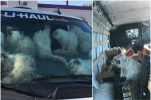 Atidarę furgoną išvydo kraupų vaizdą: beveik 150 kačių pasmerkė baisiai mirčiai