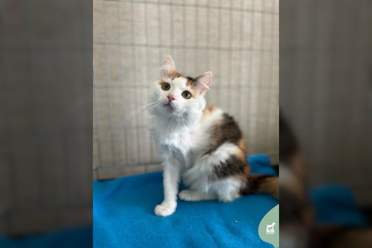 Siaubingai šeimininkų išduota katytė prarado kojytę, bet ne meilę žmonėms