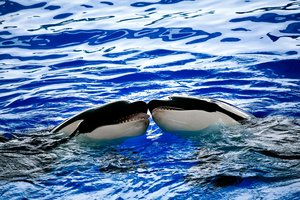 Orkos neša žmonėms dovanas – ir mokslininkai mano, kad žino, ką tai reiškia