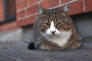 Po nerimą sukėlusios žinios apie dingimą – garsusis Nidos rubuilis pastebėtas savo „darbo vietoje“