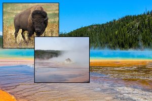 Turistai tapo kraupaus įvykio liudininkais: buvo priversti stebėti, kaip bizonas išverda gyvas