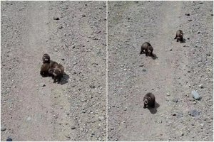 Įrašas iš Marijampolės pakerėjo dešimtis tūkstančių: dantukus šiepė visa šeškų šeimyna