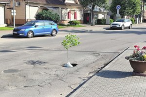 Vienoje gatvių nebeapsikentė tragiškos kelio būklės: į duobę pasodino medį