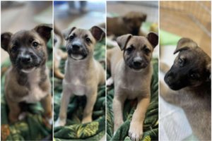 Šaunus 8-tukas ieško namų: 2 mėn. mažyliai žada ne vieną nuotykį