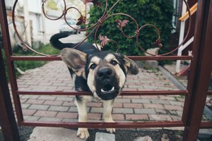 Įkando šuo: kodėl negalima delsti ir kada kreiptis į gydytoją?