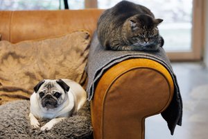 Keičiasi augintinio savininkas? Nuo liepos 1 d. įsigaliojo nauja tvarka