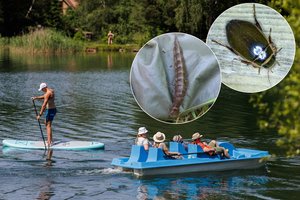 Tokį radę į rankas šiukštu neimkite – šis vabalas ryja viską, kas papuola: „Apetitas žvėriškas“