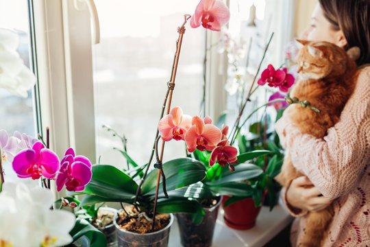 Moteris išbandė paprasčiausią būdą –  jau po kelių savaičių jos orchidėja apsipylė žiedais