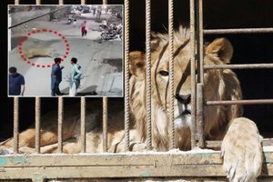 Paspruko namuose augintas liūtas: užpuolė moterį ir du vaikus