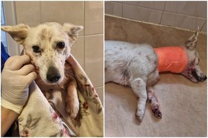 Šokiruojančioje istorijoje apie bandymą nupjauti šuniui galvą – naujos ir sukrečiančios detalės