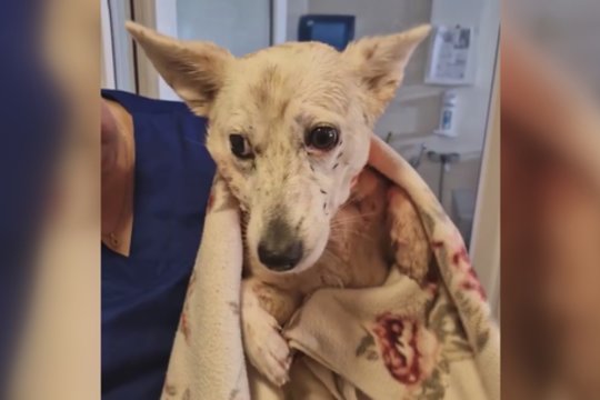 Po girto vyro bandymo nupjauti šuniui galvą – stebuklas: pasidalijo, kaip dabar atrodo mažylė