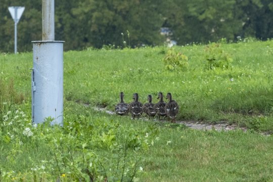 Avarija autostradoje Kaunas-Klaipėda: susidūrė sustoję praleisti ančių