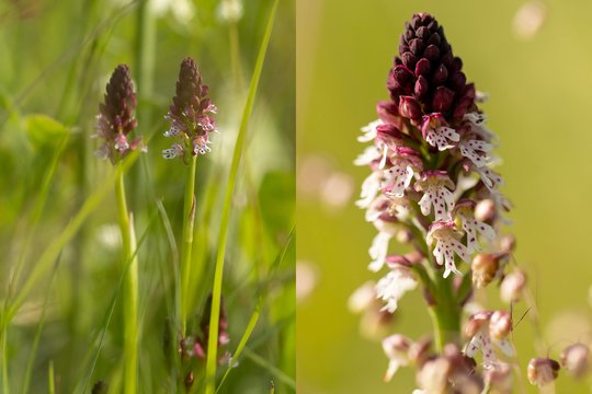 Nuostabūs vaizdai: Neries regioniniame parke pražydo rekordinis itin retų orchidėjų skaičius