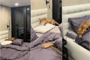 Gudri lapė įsliūkino į butą Palangoje: užfiksavo, ką iškrėtė viduje