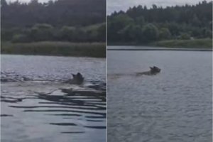 Netikėtas vaizdas Nemune: užfiksavo upe plaukiantį vilką