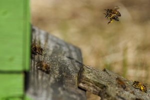 Po bičių atakos – dešimtys sužeistųjų ir žmonių panika: ugniagesiai tvirtina, jog nėra matę nieko panašaus
