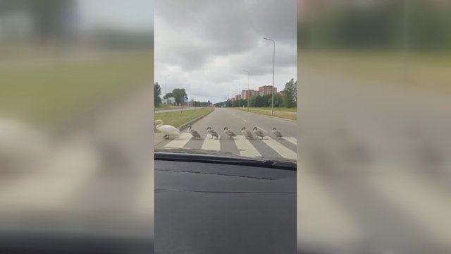 Nufilmavo per gatvę einančią gulbių šeimyną: kelių eismo taisyklių galėtų pamokyti ir kitus