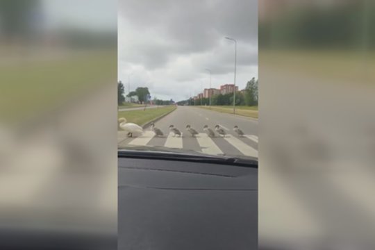 Nufilmavo per gatvę einančią gulbių šeimyną: kelių eismo taisyklių galėtų pamokyti ir kitus
