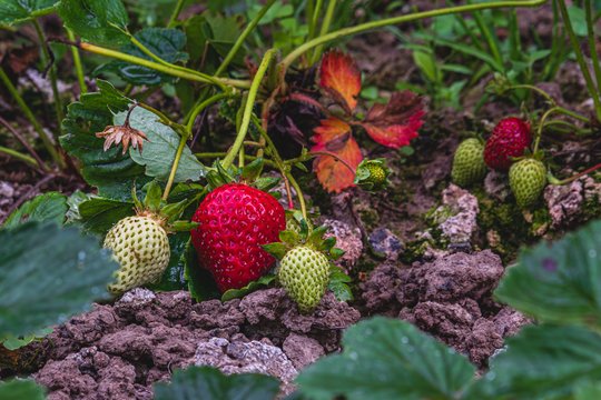 Raudonuojantys braškių lapai – ne nuosprendis: sodininkas atskleidė, kaip gelbėti derlių