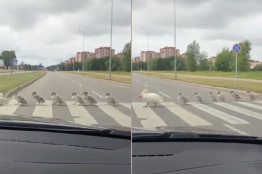 Nufilmavo per perėją einančią gulbių šeimyną: kelių eismo taisyklių galėtų pamokyti ir kitus