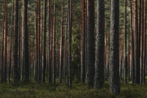 Lietuvos miškų baisūnai – specialistai paaiškino, kodėl pralaimima kova su masiškai medžius ryjančiais vabalais