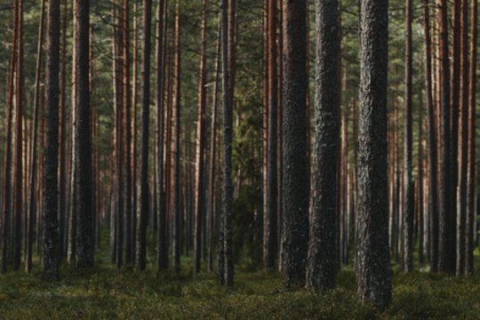 Lietuvos miškų baisūnai – specialistai paaiškino, kodėl pralaimima kova su masiškai medžius ryjančiais vabalais