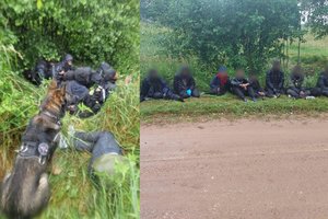 Latvijoje – puikus VSAT aviganio Grau darbas: sulaikė 11 iš Baltarusijos įsibrovusių migrantų