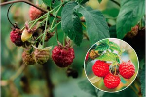 Nežydi, pūva, džiūsta? Kalta ne tik vasara – štai ko imasi patyrę daržininkai jau dabar