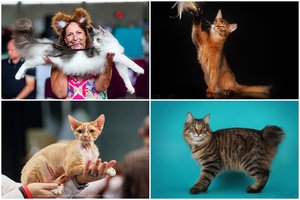 Kauno r. – itin retos katės iš visos Europos: karūnuos pačią įspūdingiausią