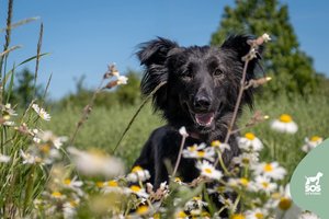 Jauna dama ieško namų toliau nuo miesto šurmulio: įspėja – reikės padirbėti