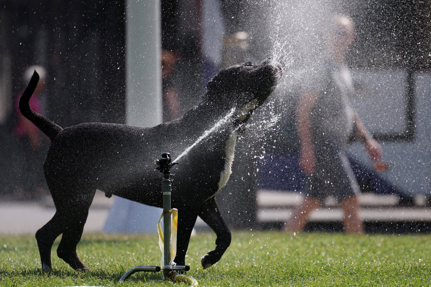 Karščio banga Europoje. <br>EPA-ELTA nuotr.