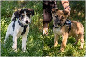 Stotelėje išmesti du mažyliai trokšta namų, meilės ir žaidimų: keliaus tik pas tuos, kurie neišduos