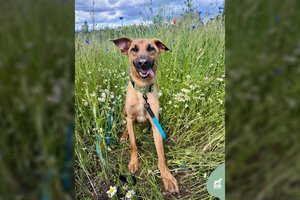 Dvejų metų gražuolis ieško labai kantrių ir supratingų žmonių, mėgstančių ramybę