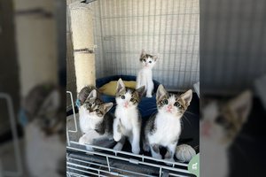 3 nuostabūs padūkėliai ieško namų, kuriuos pripildys meilės ir džiaugsmo