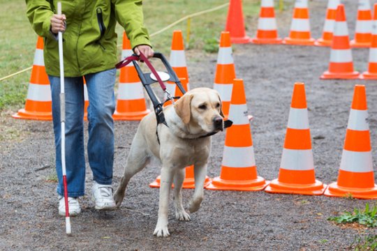 Siūloma asmenims su negalia kompensuoti šunų pagalbininkų įsigijimo išlaidas